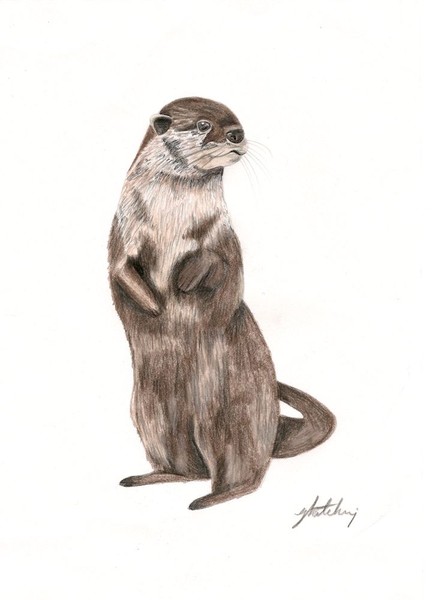 Otter