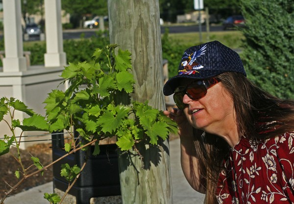 grapevine listening