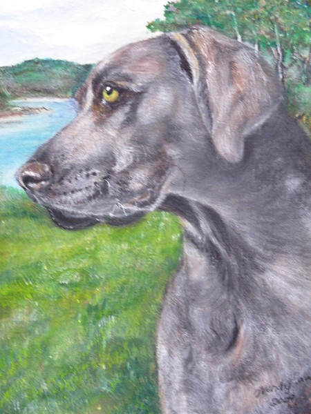 Weimaraner