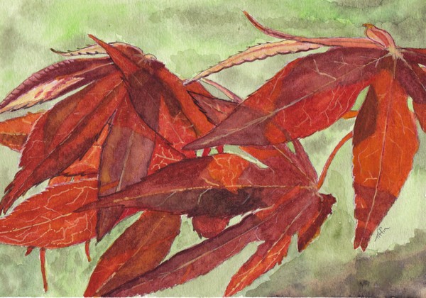 Red Maple Leaves