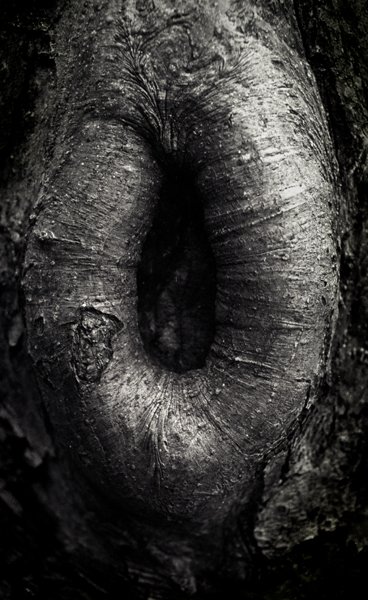 Knothole 1