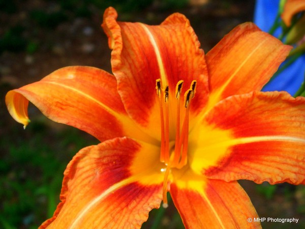 Beautiful Orange Lily