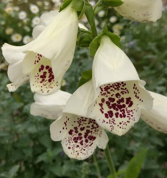WHITE FOXGLOVES