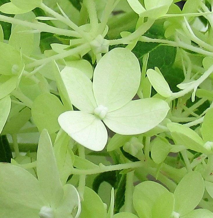 TENDER GREEN