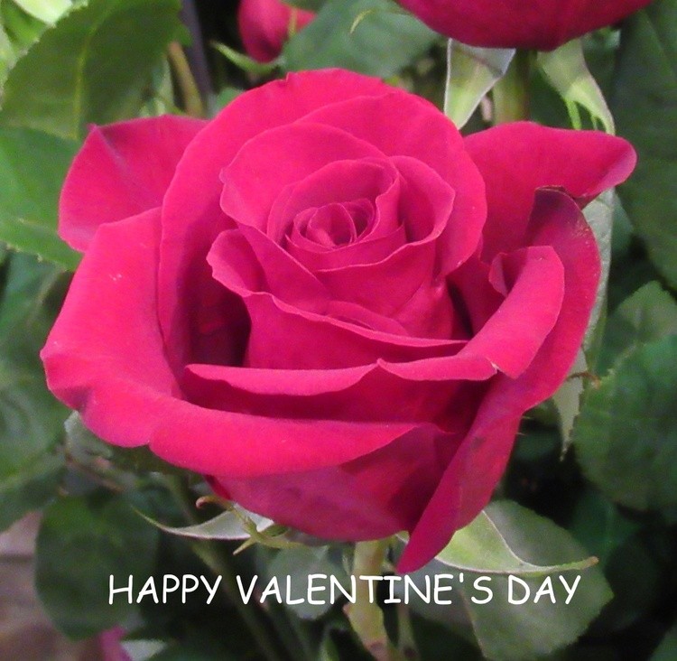 HAPPY VALENTINE'S DAY!!!!!!!