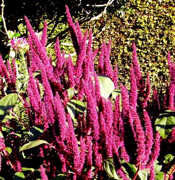 AMARANTHUS