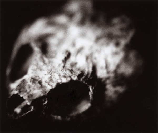 Turtle skull 