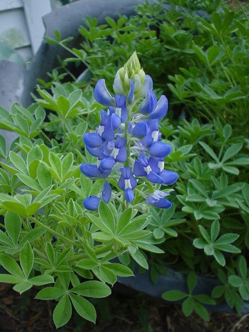 Oklahoma Bluebonnet