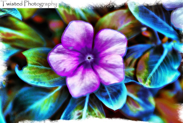 Botanical Flower