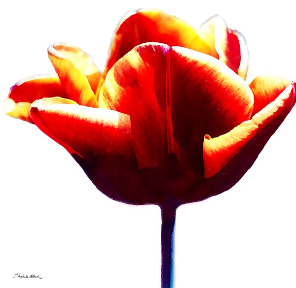 Tulip No. 1