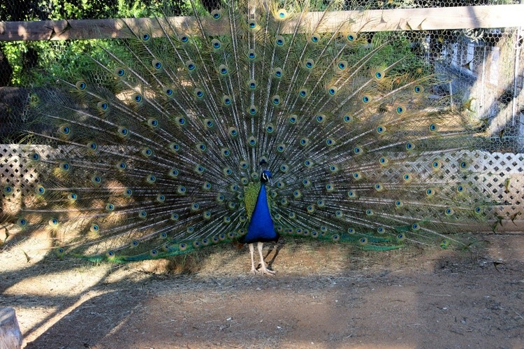 peacock