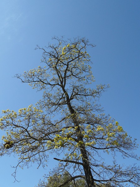 Nest