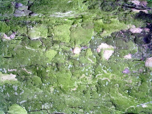 bark