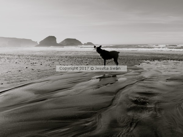 Roxy on the Beach