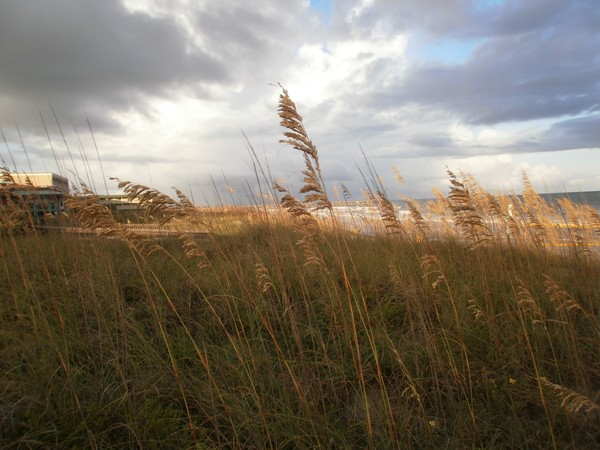 sea wheat