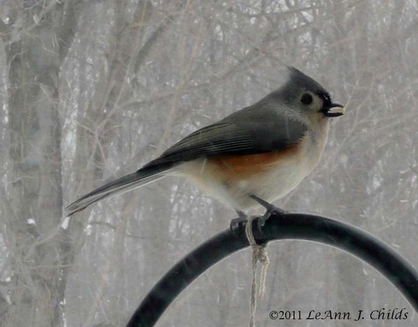 Tufted Titmouse