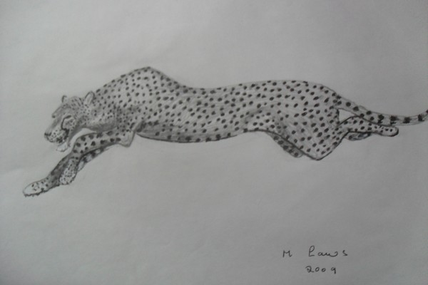 the cheetah