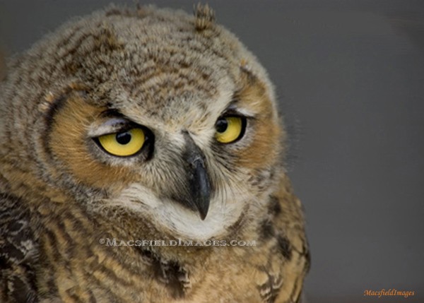 Short Eared Owl