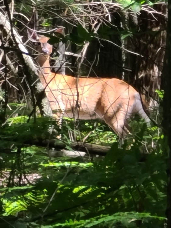 IN MY WOOD