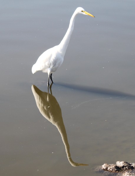 Snowy Egret (Feeding)