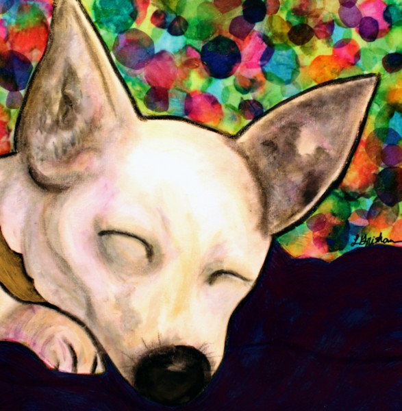 Sleeping Chihuahua