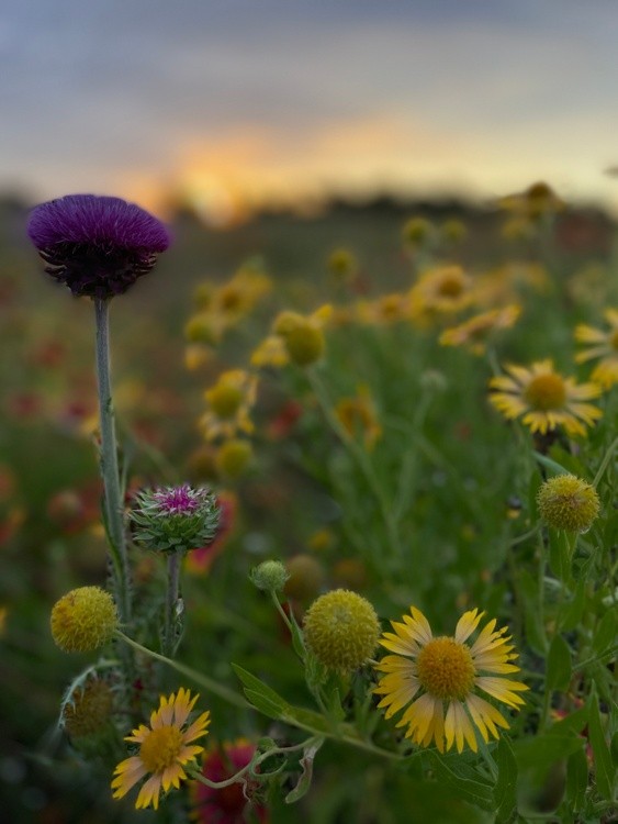 A Lonely  Thistle
