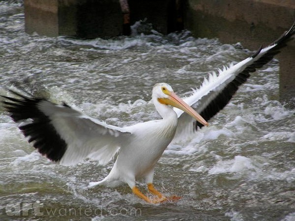 Wally`s watersking