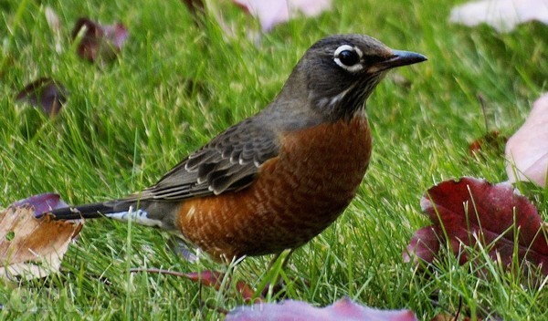 ROBIN IN THE FALL 1