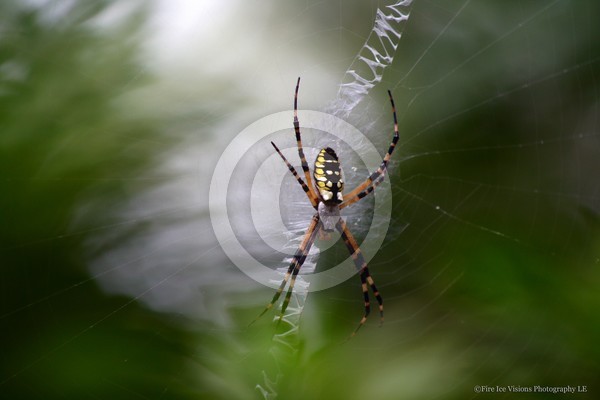 Banana Spider