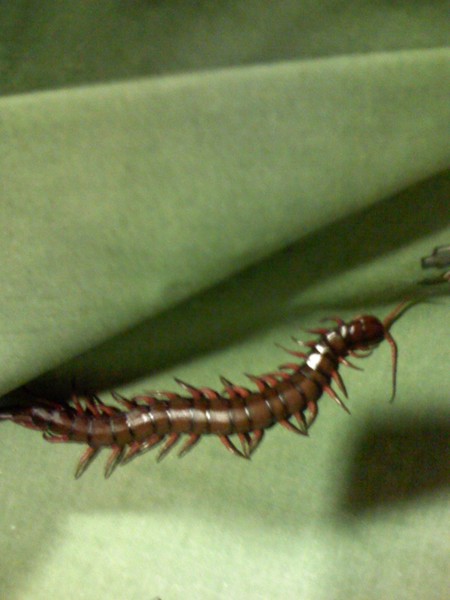 Centipede