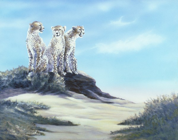 Cheetah Lookout
