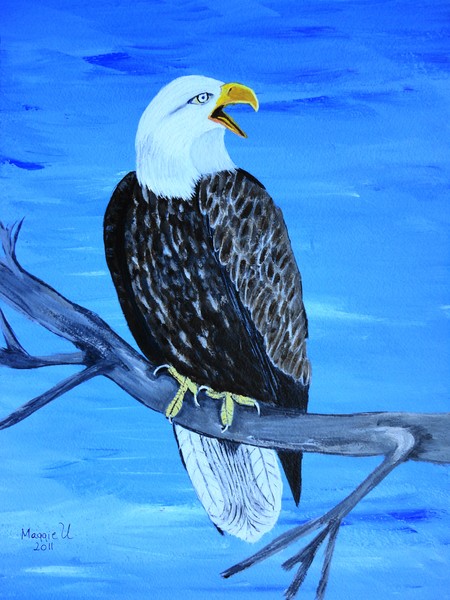 Bald Eagle