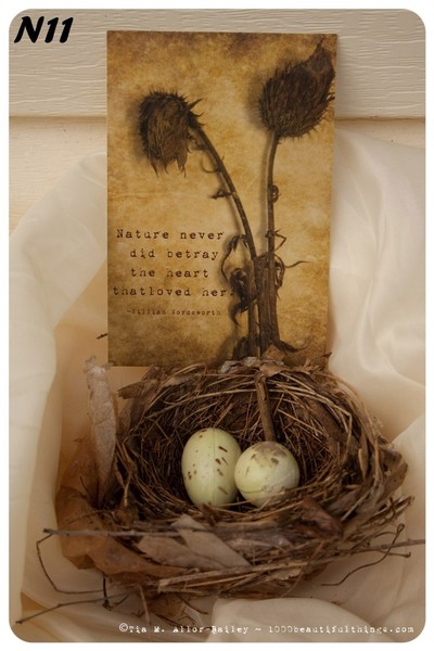 Nature Postcard N11 Ready to Ship