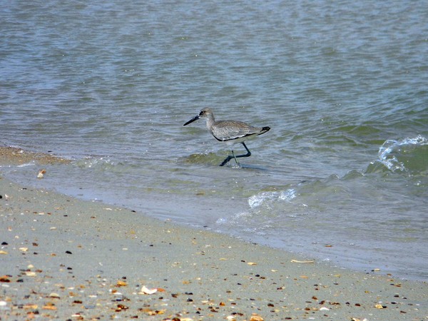 Sea Bird