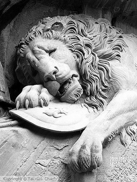 A dying lion