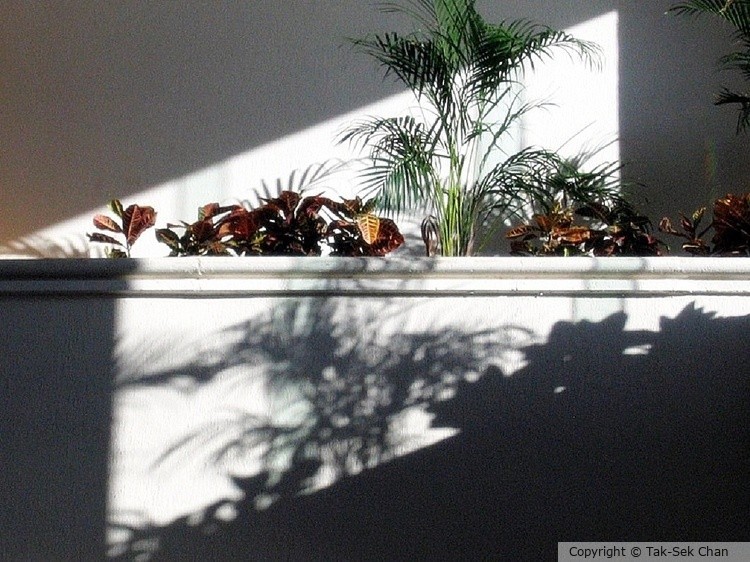 Plants & Shadows, 03-04-2006