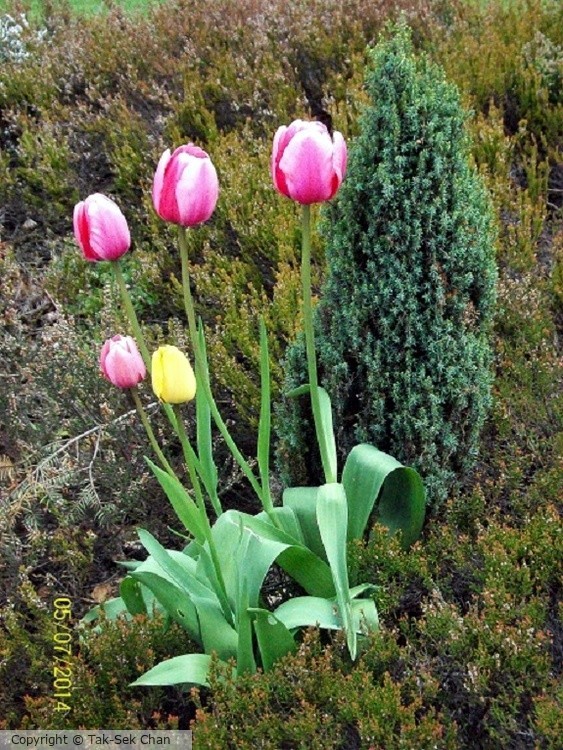 Tulip (Tulipa gesneriana) 05-07-2014