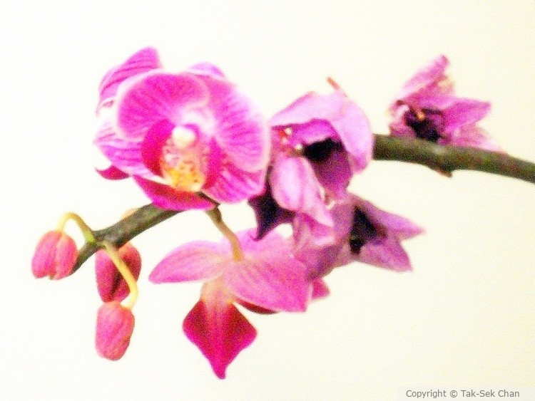 Miniature Phalaenopsis Orchid, Weston, MA, 07-28-2010