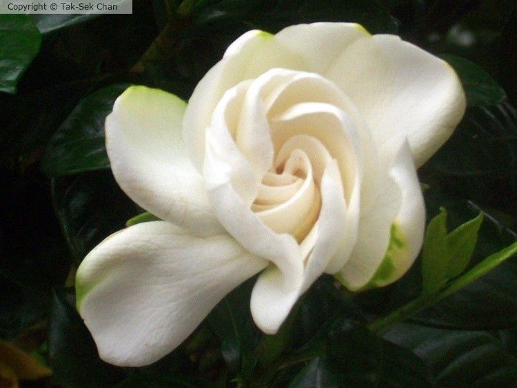 Gardenia, Russell's, Wayland, MA, USA, 06-27-2013