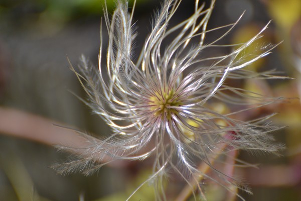 Faerie Dance