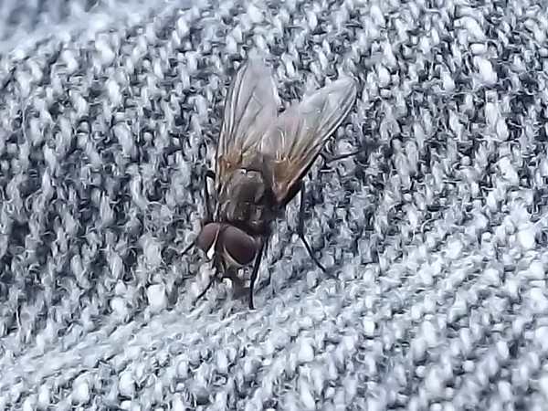 No Flys on You