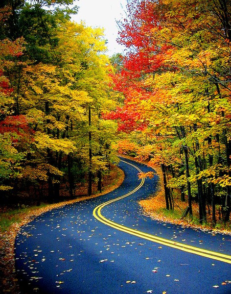 LEAF-PEEPERS CURVE copy