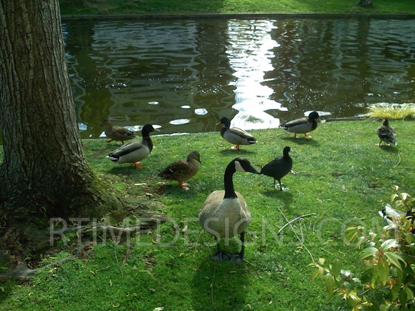 ducks by the pond