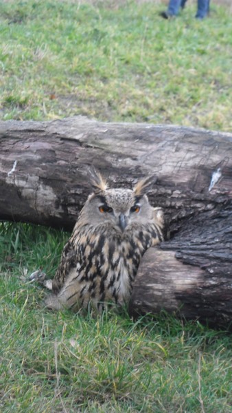 Owls and birds of prey 06