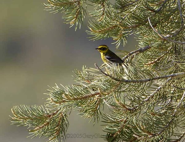 Townsends Warbler