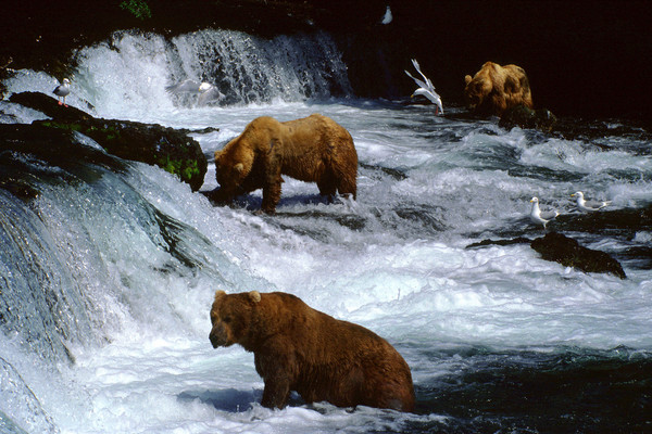 Another Day at the Falls