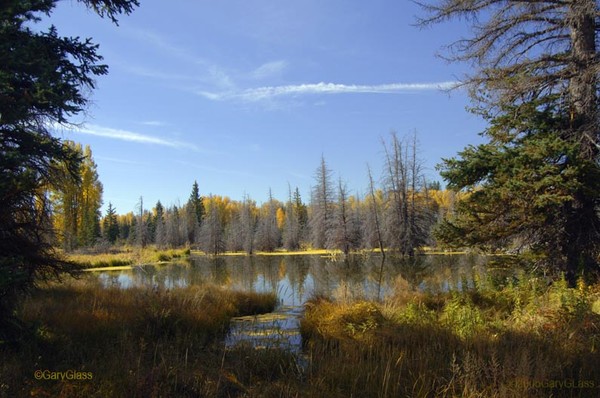 Beavers Paradise