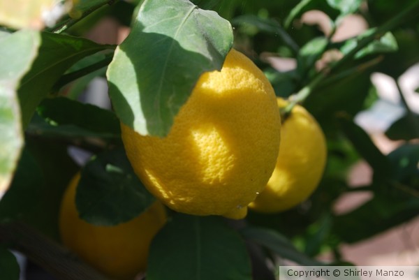 Lemons