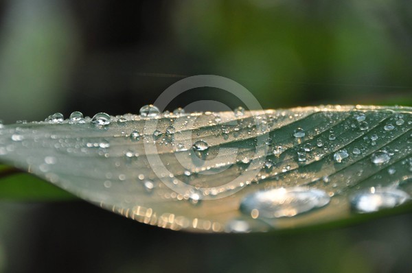  rain drops 
