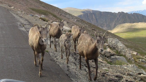 Colorado Wildlife